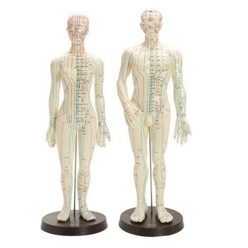 مولاژ طب سوزنی تمام تنه انسان مرد